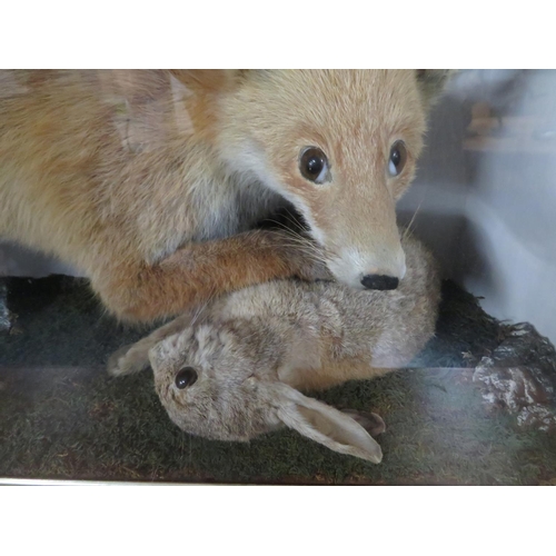 306 - 3' x 2' Victorian taxidermy fox with hare