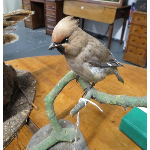 320 - Taxidermy bird on branch