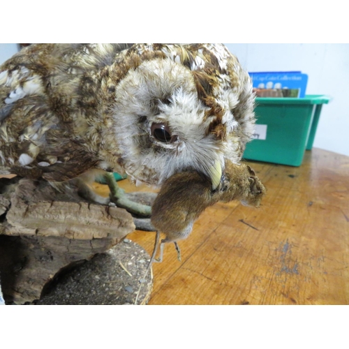 321 - Taxidermy owl with mouse in beak