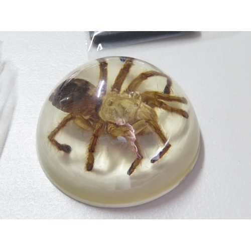 244 - Full sized tarantula spider in epoxy paperweight