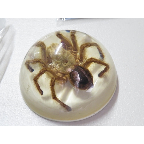 244 - Full sized tarantula spider in epoxy paperweight