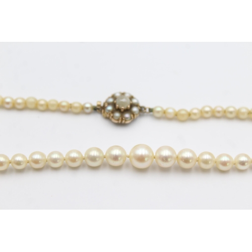 134 - 9ct gold clasp cultured pearl single strand necklace (12.4g)