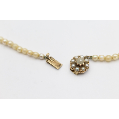 134 - 9ct gold clasp cultured pearl single strand necklace (12.4g)