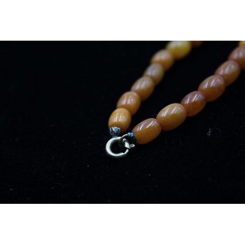 188 - A Single Strand Amber Bead Necklace (17g)