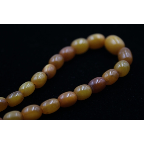 188 - A Single Strand Amber Bead Necklace (17g)