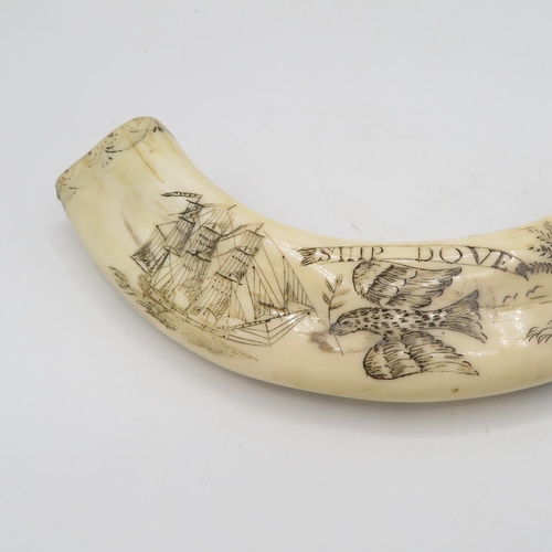 293 - Marine ivory Scrimshaw tooth 200mm long of The Ship Dove - guaranteed authentic