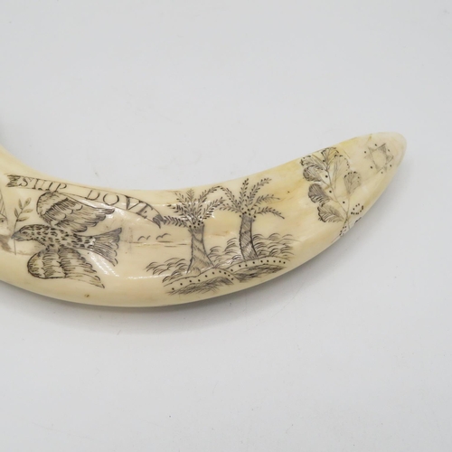 293 - Marine ivory Scrimshaw tooth 200mm long of The Ship Dove - guaranteed authentic