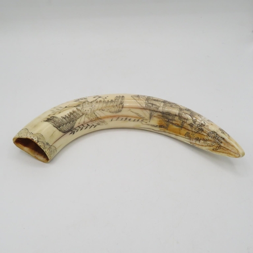 293 - Marine ivory Scrimshaw tooth 200mm long of The Ship Dove - guaranteed authentic