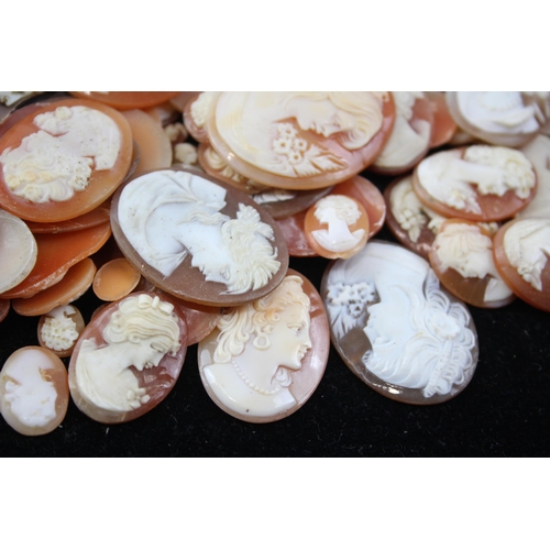 172 - A Collection Of Loose Shell Cameos In Various Sizes