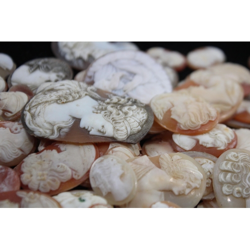 203 - A Collection Of Loose Shell Cameos In Various Sizes