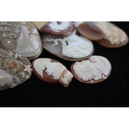 203 - A Collection Of Loose Shell Cameos In Various Sizes