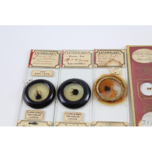 Antique Victorian Entomology Insect Microscope Slides Inc Honey Bee ...