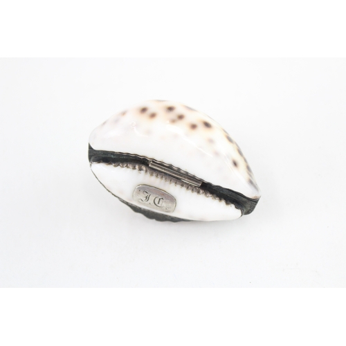 459 - Antique Cowrie Shell Snuff Box w/ White Metal Mounts & Cartouche