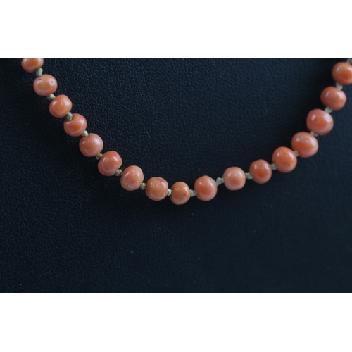 337 - Two gold clasped antique coral bead necklaces (17g)