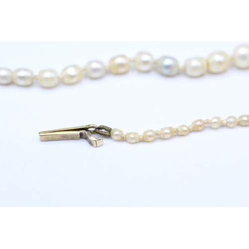 227 - 15ct gold antique pearl necklace (7.3g)