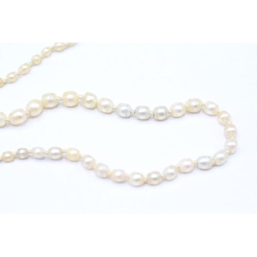 227 - 15ct gold antique pearl necklace (7.3g)