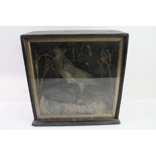 471 - Antique Taxidermy Woodpecker in Display Case