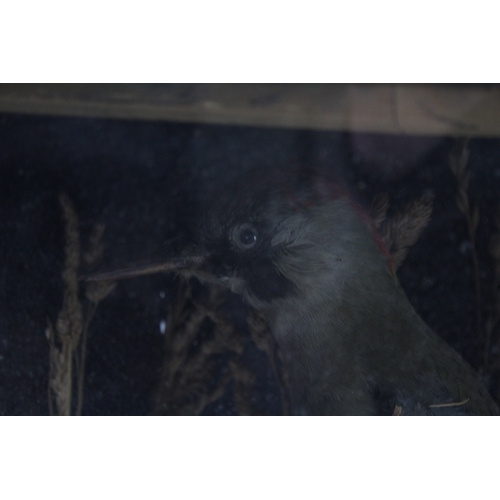 471 - Antique Taxidermy Woodpecker in Display Case