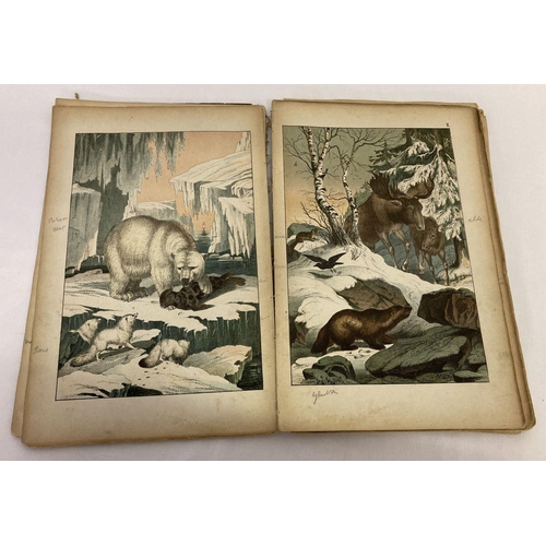 260 - Remnants of The Instructive Picture Book; pictures of Animal and Vegetable Life, 1872.  With many co... 