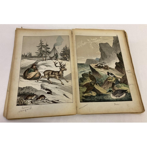 260 - Remnants of The Instructive Picture Book; pictures of Animal and Vegetable Life, 1872.  With many co... 