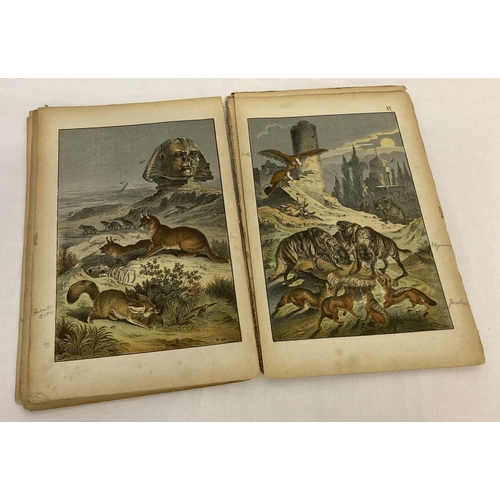 260 - Remnants of The Instructive Picture Book; pictures of Animal and Vegetable Life, 1872.  With many co... 