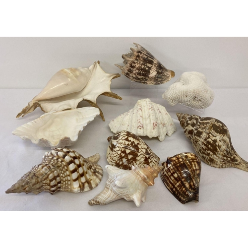 1289 - A small collection of large seashells to include conch and Clam.