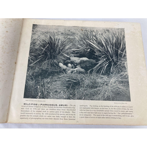 339 - Victorian pictorial book - New Zealand Scenery. Comprising 384 photographs of life and scenes in lat... 