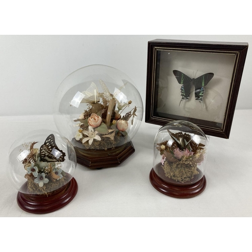 1361 - 3 glass domes on wooden stands containing butterflies, silk and dried flowers. Together with a frame... 