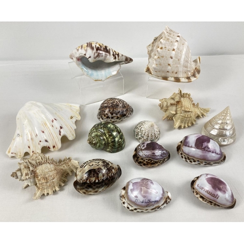 1369 - A collection of assorted large seashells, to include carved tourist examples.