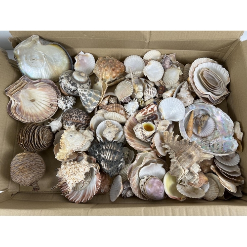 1289 - A large collection of vintage sea shells in varying sizes, shapes and colours. To include: Oyster, C... 