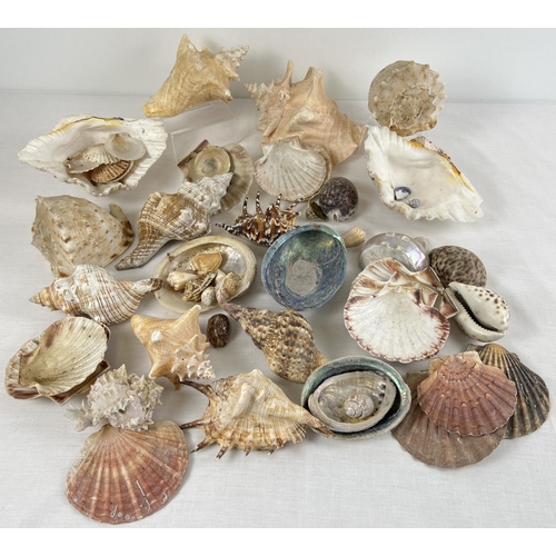 1290 - A collection of larger vintage sea shells in varying sizes and shapes. To include: Cowrie, Abalone, ... 