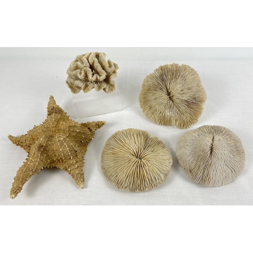 1291 - 4 pieces of vintage white coral to include mushroom coral. Together with a large starfish. Largest p... 