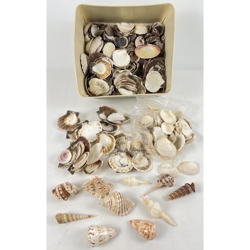 1241 - A collection of vintage sea shells in various shapes and sizes. To include clam, Murex, Auger and co... 