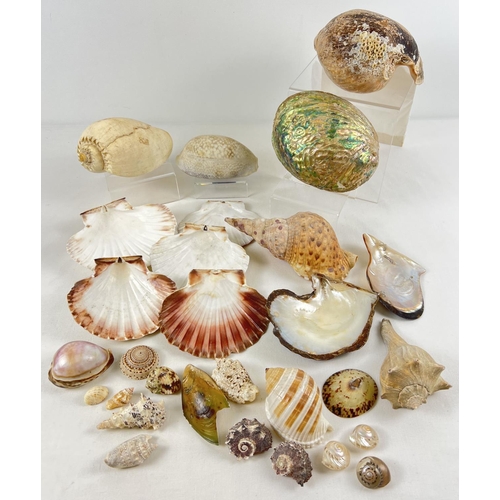 1242 - A collection of vintage sea shells in varying sizes and colours. To include: Oyster, Clam, Murex, Co... 