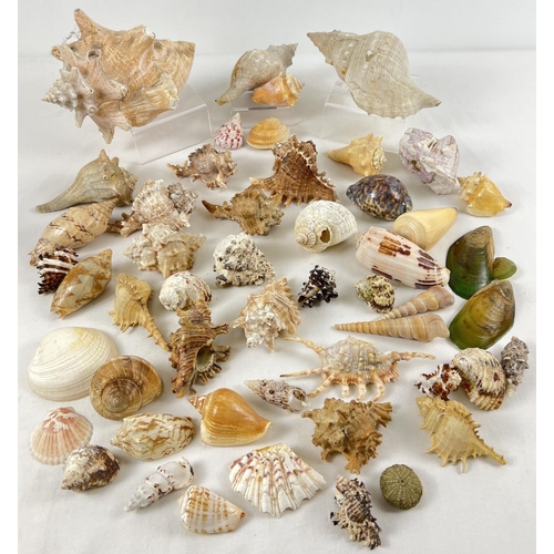 1243 - A collection of vintage seashells in varying shapes sizes and varieties. To include: murex, conch, m... 