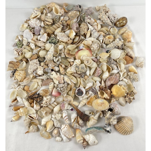 1245 - A large collection of vintage sea shells and coral pieces. To include: clam, murex, cone, turritella... 