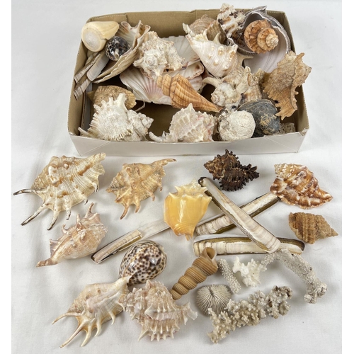 1246 - A collection of vintage sea shells and coral pieces. To include: murex, razor, conch, clam and branc... 