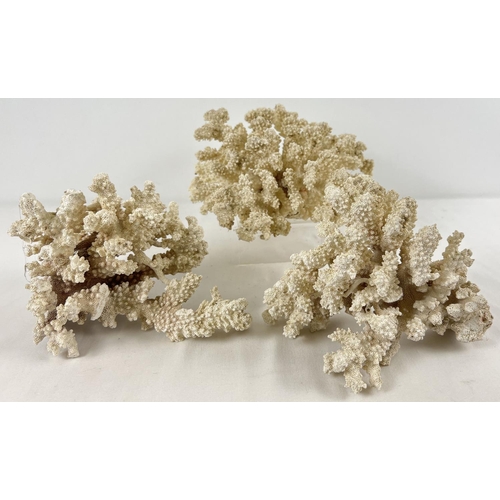 1248 - 3 pieces of vintage white branch coral. Largest approx. 10 x 22cm.