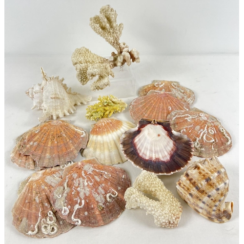 1249 - A small collection of vintage sea shells and coral pieces. To include: clam, Murex and branch coral.