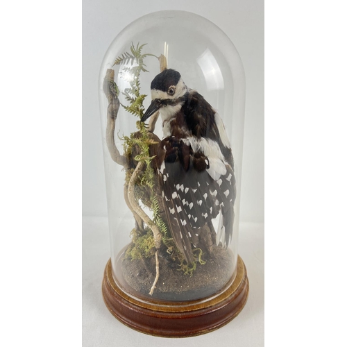 1265 - A vintage taxidermy Greater Spotted Woodpecker mounted on part of a tree with foliage. Complete with... 