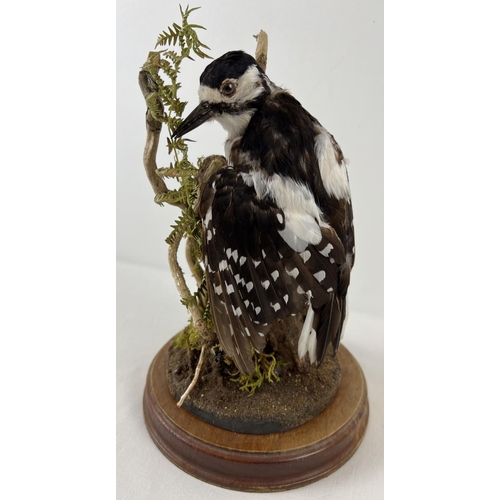 1265 - A vintage taxidermy Greater Spotted Woodpecker mounted on part of a tree with foliage. Complete with... 