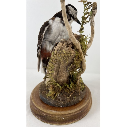 1265 - A vintage taxidermy Greater Spotted Woodpecker mounted on part of a tree with foliage. Complete with... 