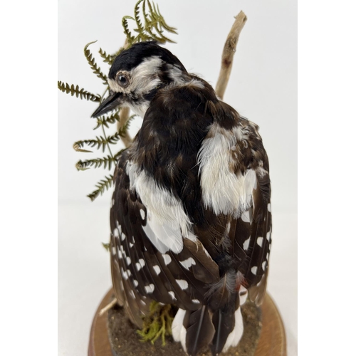 1265 - A vintage taxidermy Greater Spotted Woodpecker mounted on part of a tree with foliage. Complete with... 