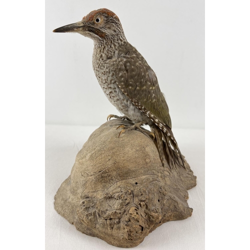 1266 - A vintage taxidermy Green Woodpecker mounted on a part tree stump base. Total height approx. 24cm ta... 