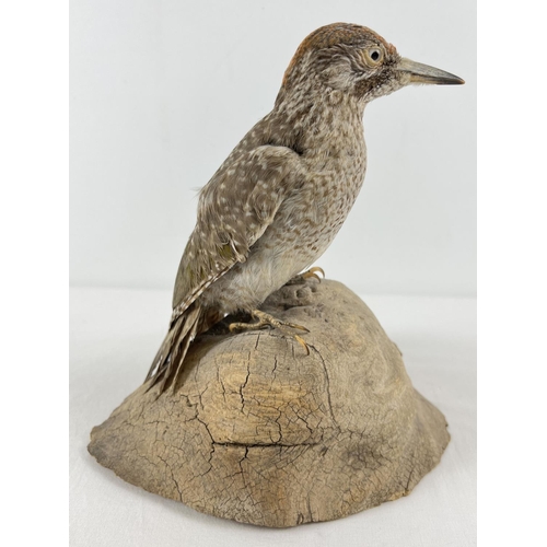 1266 - A vintage taxidermy Green Woodpecker mounted on a part tree stump base. Total height approx. 24cm ta... 