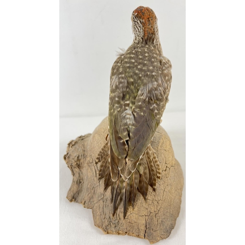 1266 - A vintage taxidermy Green Woodpecker mounted on a part tree stump base. Total height approx. 24cm ta... 