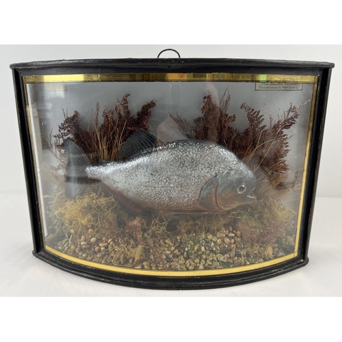 1267 - A vintage taxidermy cased Red Bellied Piranha fish with foliage, in a bow fronted glass cabinet. Gil... 