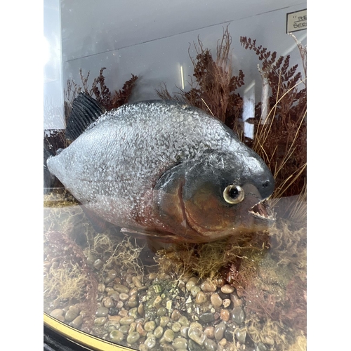 1267 - A vintage taxidermy cased Red Bellied Piranha fish with foliage, in a bow fronted glass cabinet. Gil... 