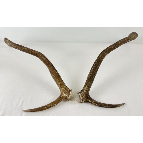 1268 - A small pair of deer antlers with brow tine. Approx. 44cm long.