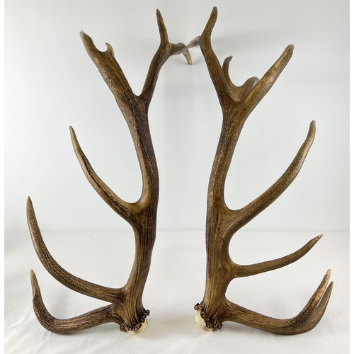 1269 - A pair of mature stag deer antlers with a number of tines to each. Approx. 74cm long.